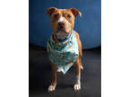 Adopt Beet Root a Pit Bull Terrier, Mixed Breed