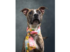 Adopt Cassie a Pit Bull Terrier, Mixed Breed