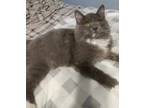 Adopt Lily - Fuzzy Gray Kitten a Domestic Long Hair, American Shorthair