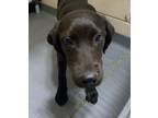 Adopt 24-06-1751b Didi a Labrador Retriever