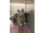 Adopt Catty Labelle a Domestic Short Hair