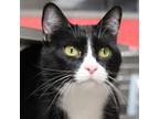 Adopt Rosie--Bonded Buddy With Martie a Domestic Short Hair