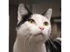 Adopt Martie -- Bonded Buddy With Rosie a Domestic Short Hair