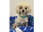 Adopt Indra a Poodle, Mixed Breed