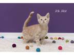 Adopt Ask Alice a Domestic Short Hair