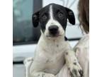 Adopt Peppermint Patty a Mixed Breed