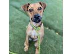 Adopt Wedgie a Mixed Breed
