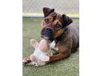 Adopt Lady a Boxer, Mixed Breed