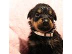 Rottweiler Puppy for sale in Rockford, IL, USA