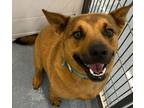 Adopt Gracie a German Shepherd Dog, Labrador Retriever