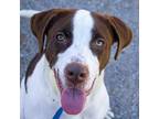 Adopt Coco a Pointer, Mixed Breed