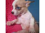 Chihuahua Puppy for sale in Shippensburg, PA, USA