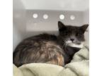 Adopt Mildred: Rodent Responder, adoption fees waived! a Domestic Medium Hair