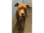 Adopt Crimson a Pit Bull Terrier, Mixed Breed