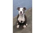 Adopt Chloe NOT AVAIL UNTIL 6/11 a Pit Bull Terrier, Mixed Breed