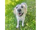 Adopt Abby a Great Pyrenees