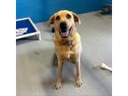 Adopt Tell Us Taylor a Black Mouth Cur
