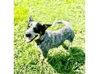 Adopt Morticia a Cattle Dog, Mixed Breed