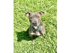 Adopt Liza a Pit Bull Terrier, Mixed Breed