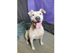 Adopt India a Pit Bull Terrier
