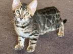 Female Brown Spotted Bengal Kitten