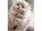 British Longhair Kittens Girl