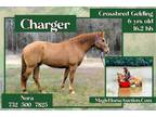 Charger~Big*Stout*Pretty*All Around Sport/Family/Trail Crossbred Gelding