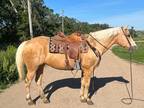 DOLLY â 2014 GRADE Quarter Horse Palomino Mare! Go to www.Billingslivest