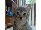 Adopt Happy Hermione a Domestic Short Hair