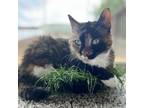 Adopt Stormie a Domestic Short Hair