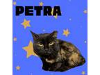 Adopt Petra a Domestic Short Hair