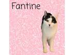 Adopt Fantine a Domestic Short Hair