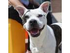 Adopt Princess Suri a Pit Bull Terrier, Mixed Breed