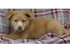 Adopt Ginger a Husky, Labrador Retriever