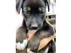Adopt Twinkie a Labrador Retriever, German Shepherd Dog
