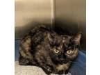 Adopt Ella a Domestic Medium Hair