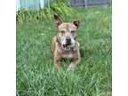 Adopt Gabby a American Staffordshire Terrier, Pit Bull Terrier