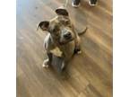 Adopt Sushi a Pit Bull Terrier, American Staffordshire Terrier