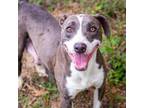 Adopt Velma's Glasses a American Staffordshire Terrier
