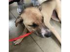 Adopt Glint "Cheyenne"- 060431P 1 a Pit Bull Terrier