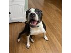 Adopt Emmie a American Staffordshire Terrier