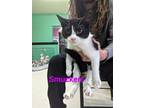 Adopt Smuckers a Domestic Short Hair