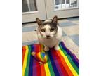 Adopt Pansy a Domestic Short Hair, Dilute Calico