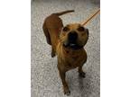 Adopt 56069610 a Terrier, Mixed Breed