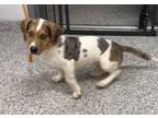 Adopt 56073796 a Dachshund, Beagle