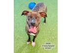 Adopt Sadie a Pit Bull Terrier, Mixed Breed
