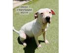 Adopt Dalila a Pit Bull Terrier