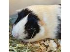 Adopt Jasmine a Guinea Pig