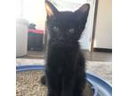 Adopt Scramble--In Foster a Domestic Short Hair