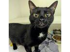 Adopt Fiona a Domestic Short Hair